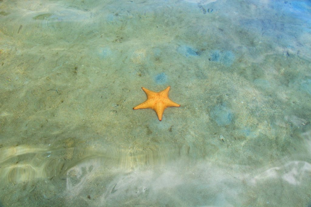 Starfish Beach at Bocas Town