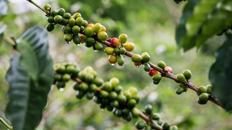 Read more about the article Origins of Coffee in Boquete and How to Get There