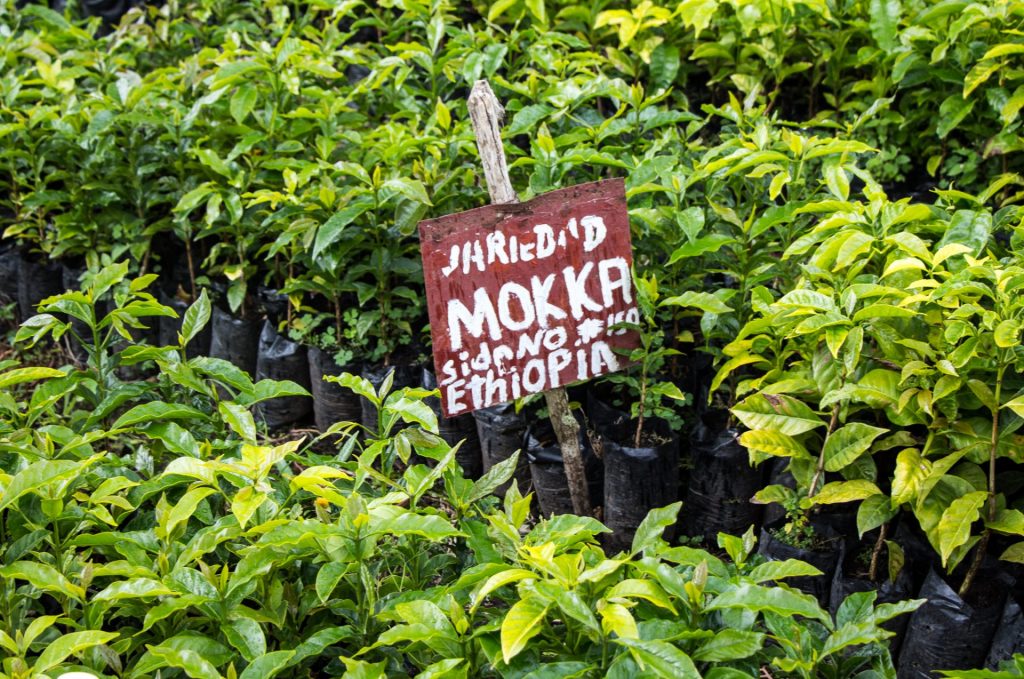 Coffee plants