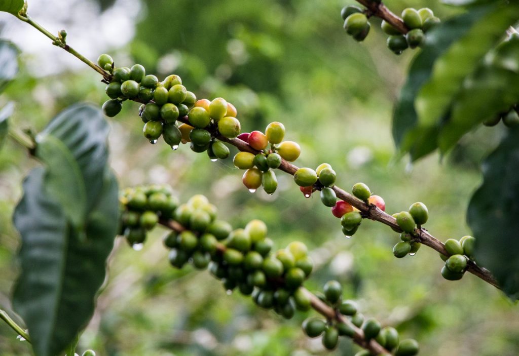 Coffee fruits