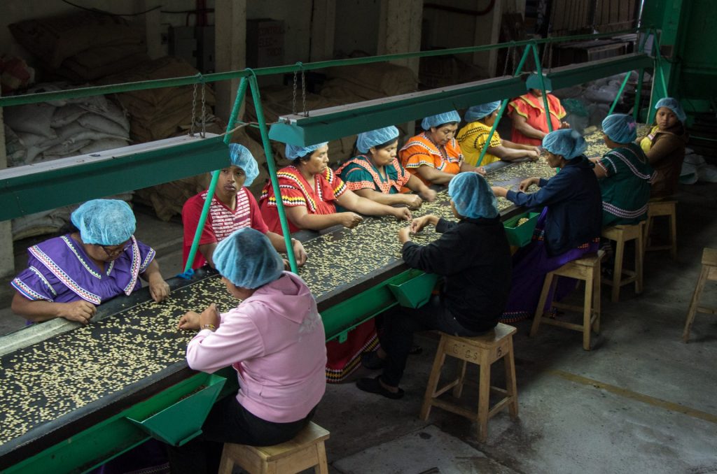 Coffee bean sorting