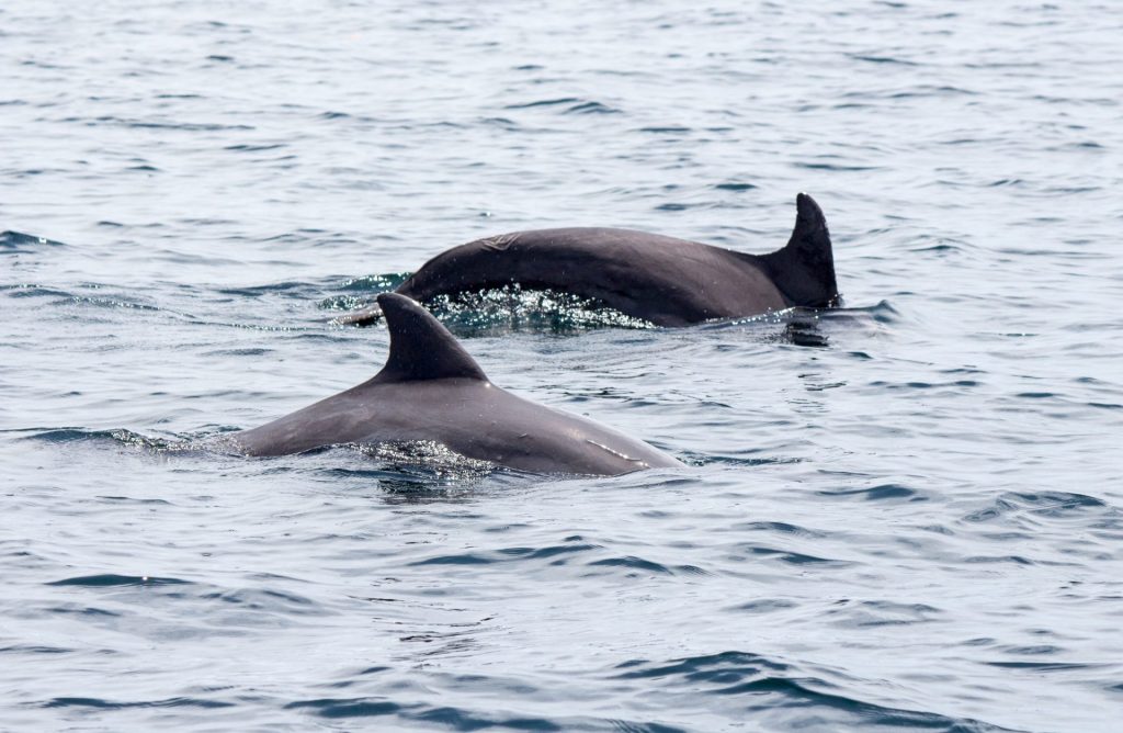 Dolphins in Bocas del Toro