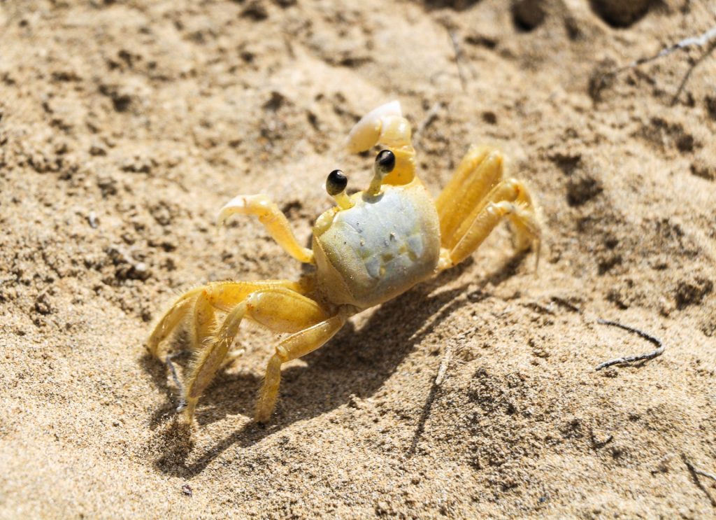 Crabs are everywhere at Bocas Town