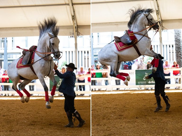 Spanish Dancing Horses, Sherry and Flamenco in Jerez Places Happen