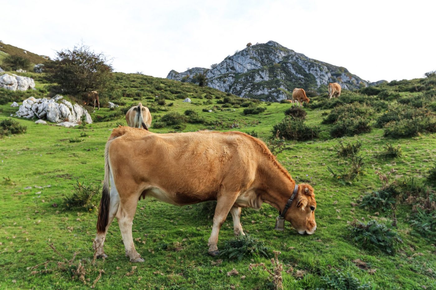Covadonga Lakes