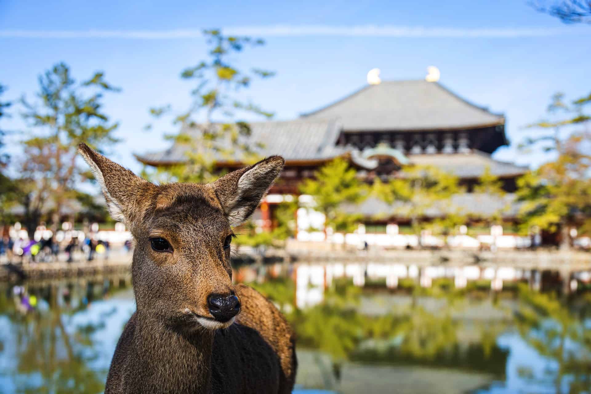 Nara, Japan