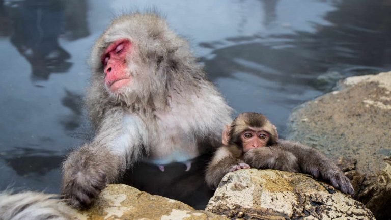 Read more about the article Japan’s Snow Monkeys Soaking in Hot Springs