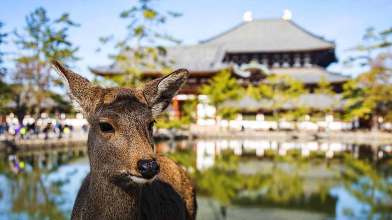 Read more about the article 8 Best Places to Visit in Japan