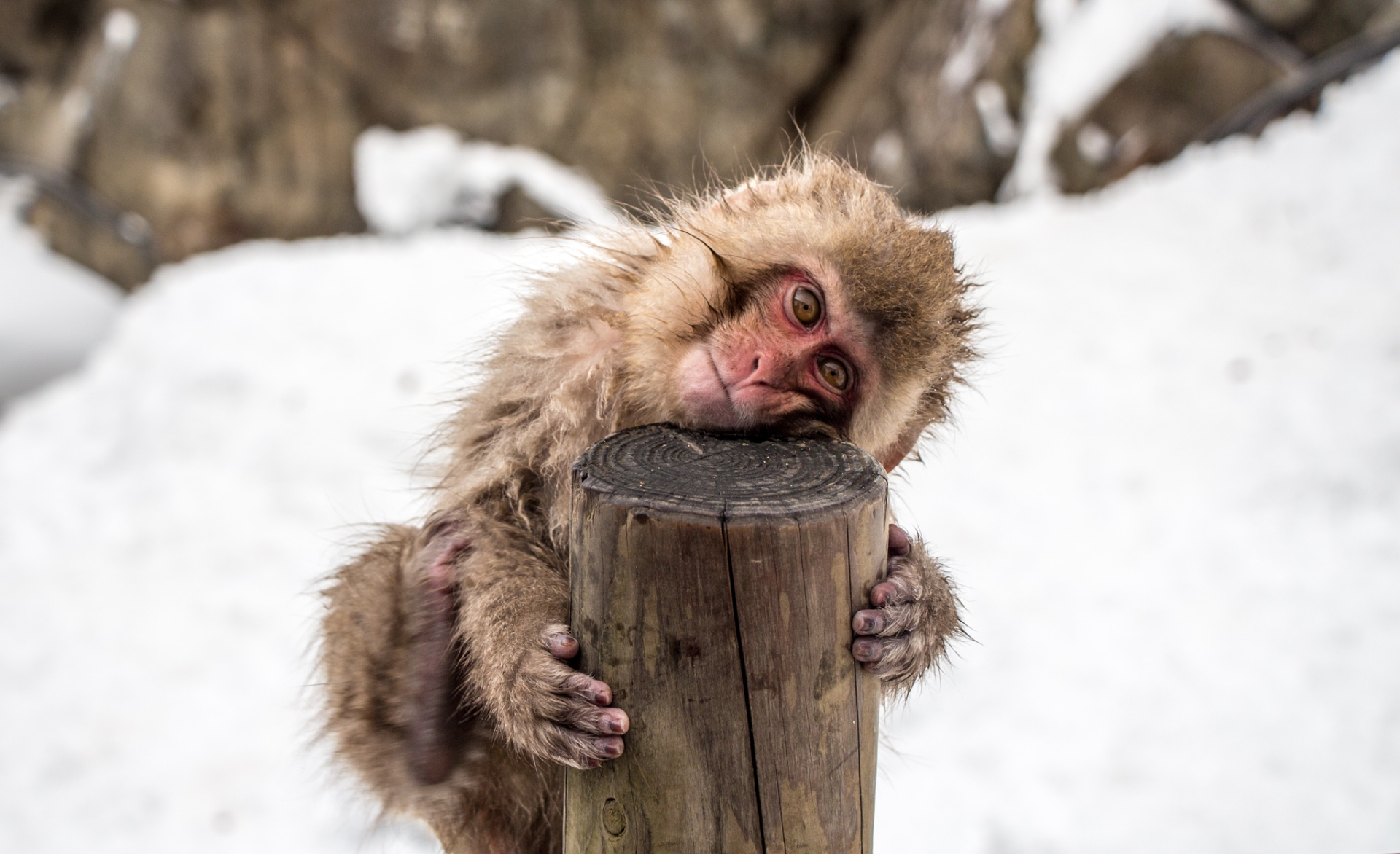 Snow Monkey Hierarchy: The Top Monkeys - SNOW MONKEY RESORTS