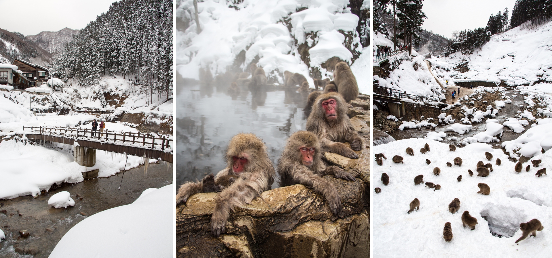 Jigokudani Monkey Park, Japan