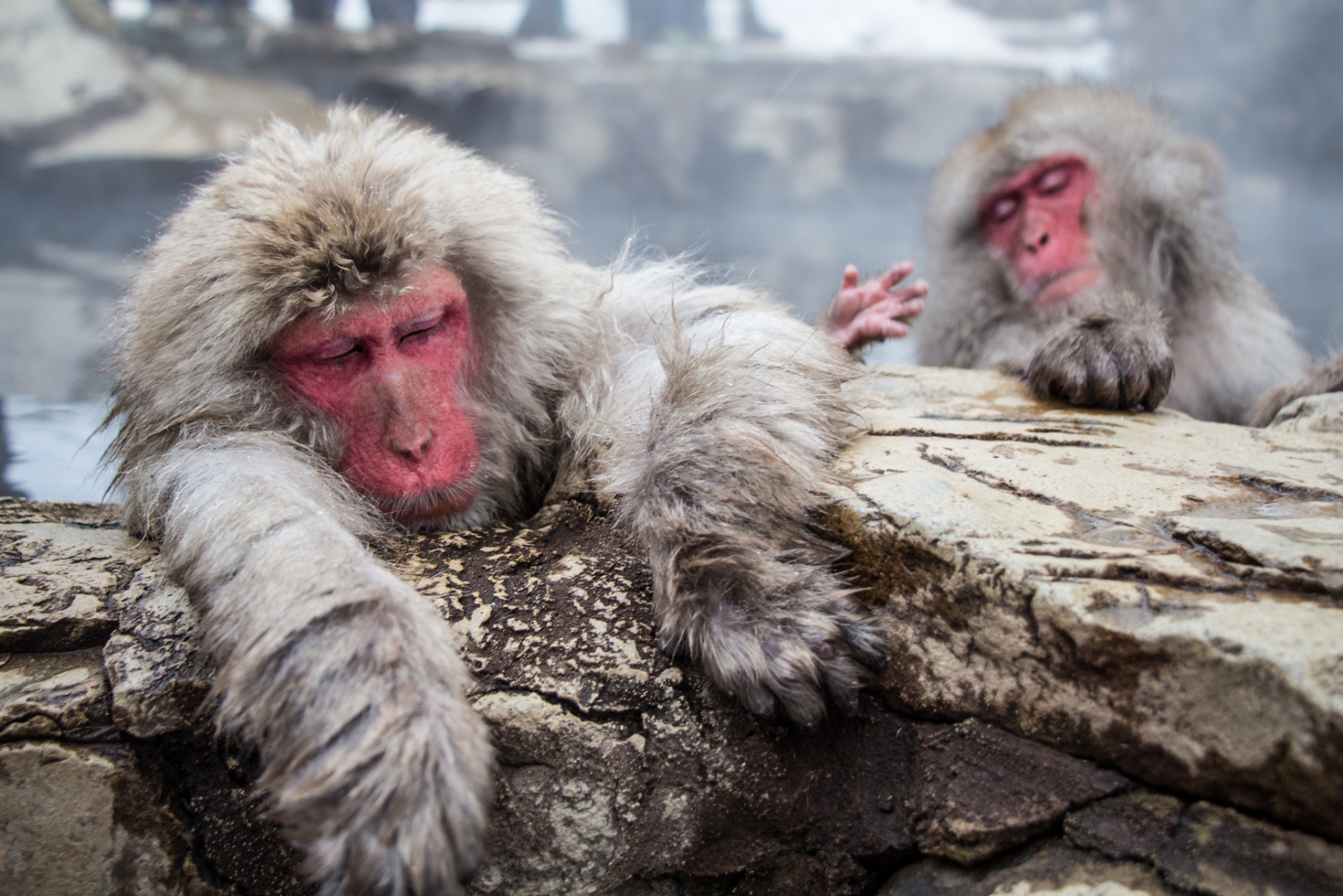 Snow Monkey Hierarchy: The Top Monkeys - SNOW MONKEY RESORTS