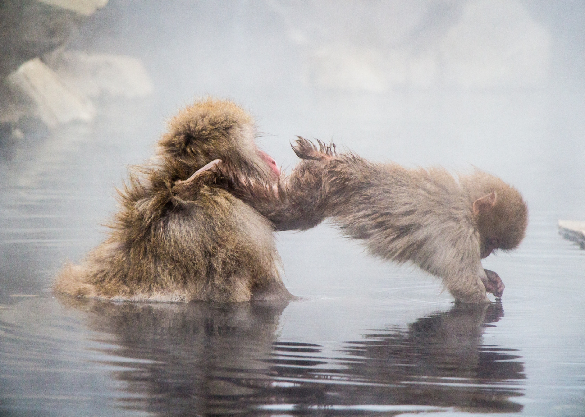 Diving Baby Snow Monkey